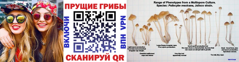 Псилоцибиновые грибы Psilocybe Воскресенск